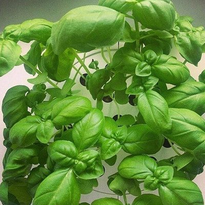 KNESSiN Basil Seed(200 per packet)