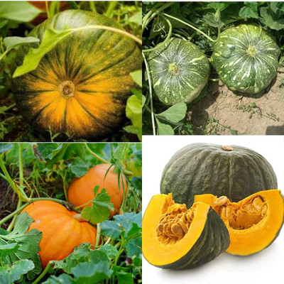 ibains American pumpkin seeds for farming biij 11 Seed(11 per packet)