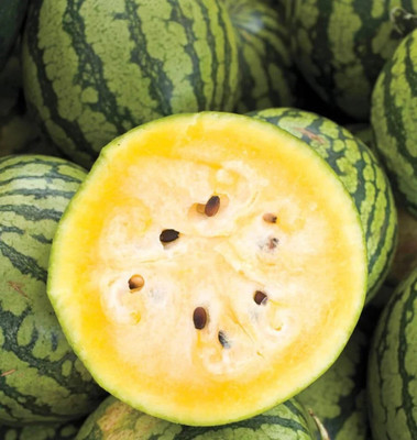 Farmonix Yellow Crimson Watermelon Seed(100 per packet)