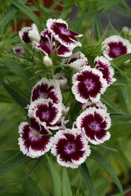 Aywal Sweet William Mix F1 Hybrid Flower Seed(50 per packet)