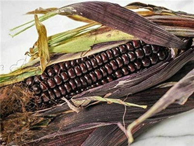 VibeX ® XXL-798 Dwarf Rainbow Corn Seeds Seed(500 per packet)