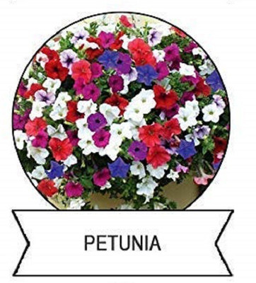 CYBEXIS Petunia Flower Seeds400 Seeds Seed(400 per packet)