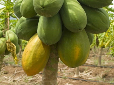 Farmonix Florida Red Royale Papaya Seeds Seed(20 per packet)