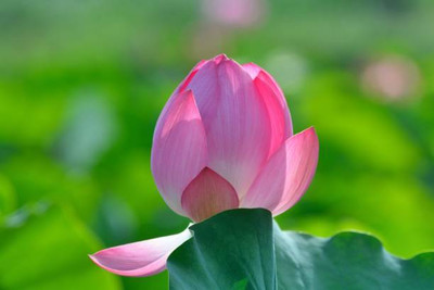 Rudra lotus,kamal gatta Seed(11 per packet)