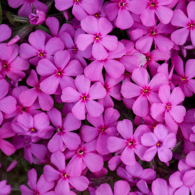CEZIUS Spring Bling Ruby Riot Phlox Seed(100 per packet)
