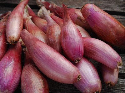 WILLVINE MAH -II Shallot Onion Bunching Red [5g] Seed(3000 per packet)