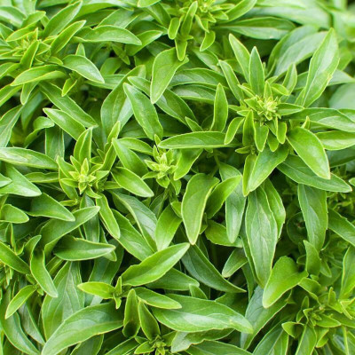 WILLVINE XLL-3 Fino Verde Basil Seed(2000 per packet)