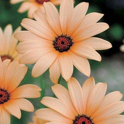 Epazo DIMORPHOTHECA WHITE OPEN POLLINATED Seed(120 per packet)