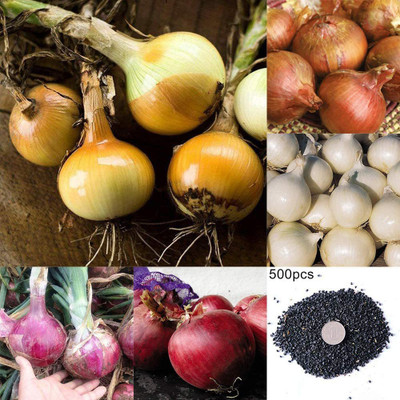 CYBEXIS F1 Hybrid Purple Onion Seeds4000 Seeds Seed(4000 per packet)
