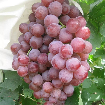 Quentova Red Globe, Flame Grapes-KWI-4E Seed(50 per packet)