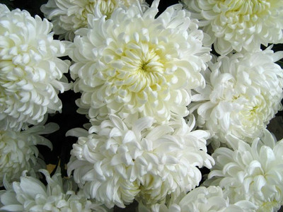 XOLDA Exotic chrysanthemum white Seed(12 per packet)