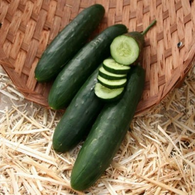 WHYGI Cucumber Paraiso F1 Organic Seed-CuC_1866 Seed(1000 per packet)