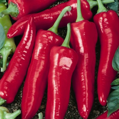 Biosnyg Big Jim Hot Pepper Garden Seeds-[250 Seeds] Seed(250 per packet)