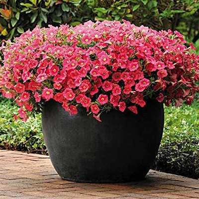 CYBEXIS NBIR-8 - Shock Wave Coral Crush Petunia - (180 Seeds) Seed(180 per packet)