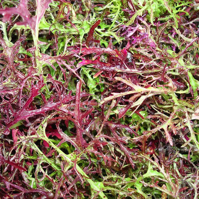 CYBEXIS LX-13 - Organic Red Streaks Mizuna Mustard - (2250 Seeds) Seed(2250 per packet)