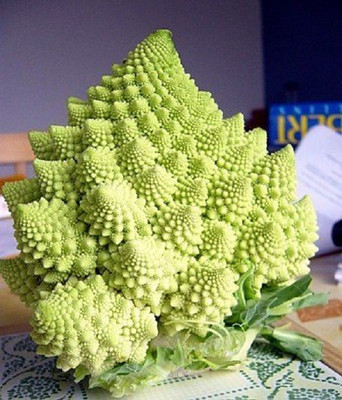 CYBEXIS LXI-22 - Broccoli Romanesco - (1350 Seeds) Seed(1350 per packet)