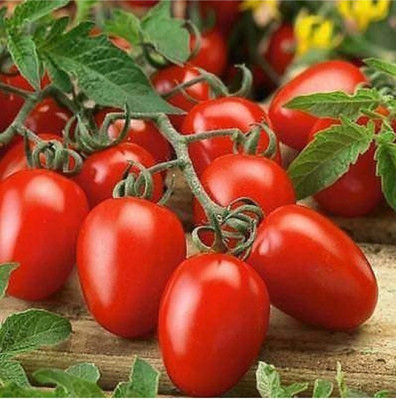 HYBRID Hybrid tomato seeds highest yield Verity very testy fruit 1 pouch Seed(10 g)