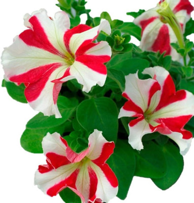 Lorvox double petunia flower Seed(15 per packet)
