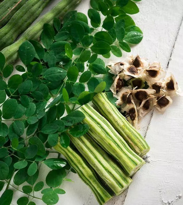 Quentova Drumstick Moringa Moringa Oleifera-SWAT-11V Seed(200 per packet)