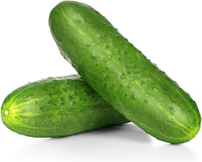 VibeX GBPUT-27 - Spacemaster Cucumber - (1350 Seeds) Seed(1350 per packet)