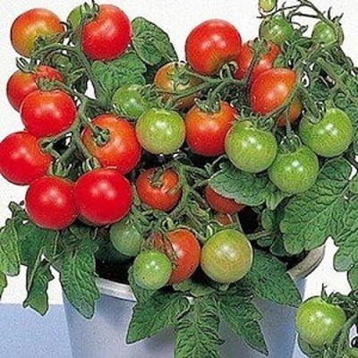 Qualtivate DXL-2AT Patio Tomato F1 Hybrid Seed(300 per packet)