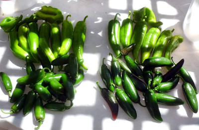 Qualtivate ICRA-9A Jalapeno Pepper Seed(300 per packet)