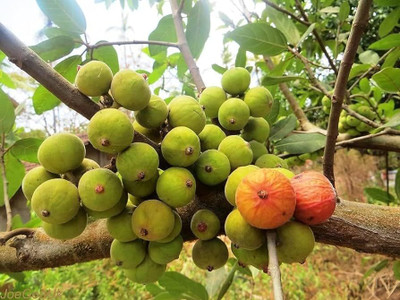 XOLDA Organic Anjeer Fig Seed(50 per packet)
