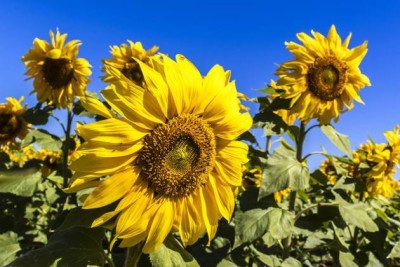 Audhav Sunflower Russian Giant Seeds for All Season Summer And Winter. Seed(50 per packet)