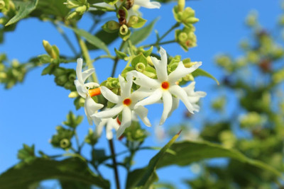 Aywal Harsingar/Parijat/Parijaat/Night Jasmine/Nyctanthes Arbor/Harsringar Flower Seed(14 g)