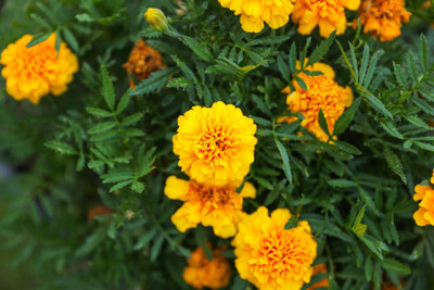 UGRA marigold/gende ka phool flower seeds Seed(50 per packet)