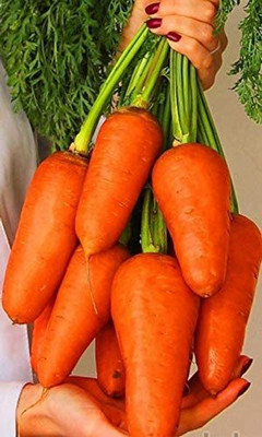 CYBEXIS NDIR-17 - Carrot Chantenay Royal Red - (2250 Seeds) Seed(2250 per packet)