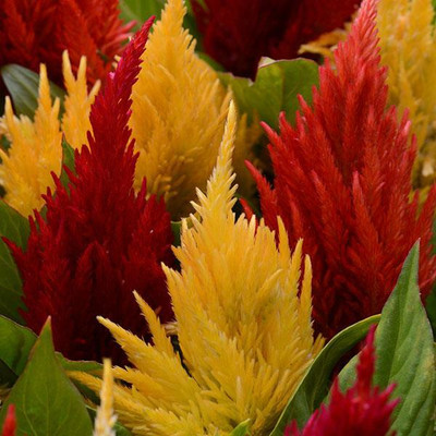 ZIXA Celosia First Flame Seed(150 per packet)