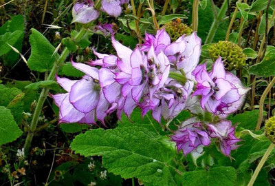 CYBEXIS VVI-4 - Clary Sage - (450 Seeds) Seed(450 per packet)