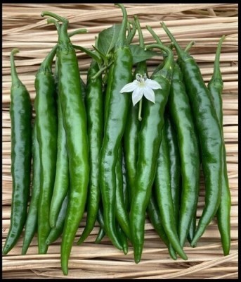 the green dotcom hybrid hot chilli seeds Seed(37 per packet)