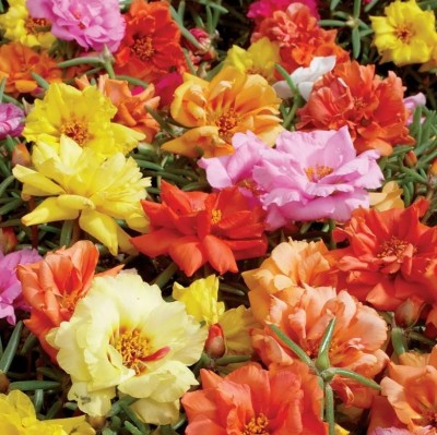 AGRYSO Sundial Mix Hybrid Portulaca Seed(50 per packet)