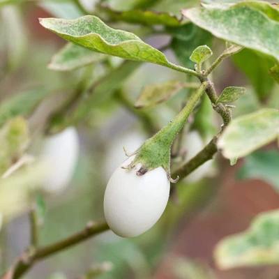 KNESSiN Brinjal White Eggplant Seed(200 per packet)