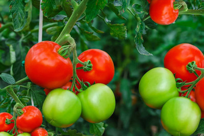 NurseryFriends F1 Hybrid Tomato seeds for farming in all season Seed(136 per packet)
