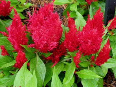 Qualtivate VVI-11 Celosia Seeds, Forest fire Scarlet- Cockscomb~Plants thrive in heat sun Seed(50 per packet)