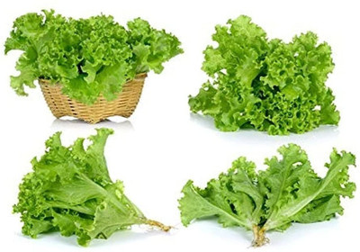 CYBEXIS Lettuce Seeds Fresh Heirloom Green Vegetables1000 Seeds Seed(1000 per packet)