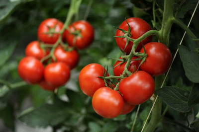 usdeepar retrail tomato Seed(75 per packet)