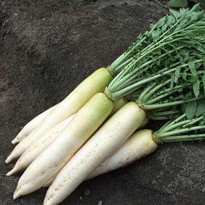 VINTI White radish मूली के बीज Seed(2500 per packet)