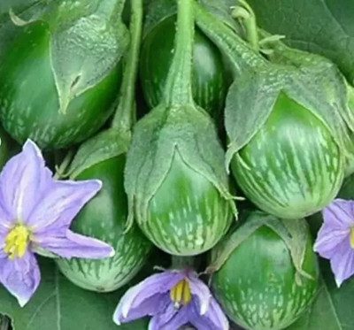 Aro Brinjal Green round, Brinjal, Eggplant Seed(180 per packet)