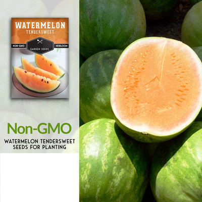 KNESSiN Fast Growing Orange Tendersweet Watermelon Fruit Seeds for Garden-(100 Seeds) Seed(100 per packet)