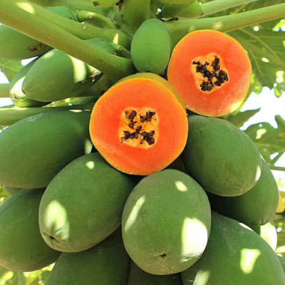 the green dotcom Thai Papaya Seeds Hybrid Variety Dwarf Fruit Seed(350 per packet)