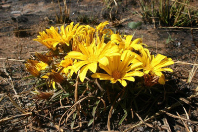 INTRA Organic Gazania Flower Seed(100 per packet)