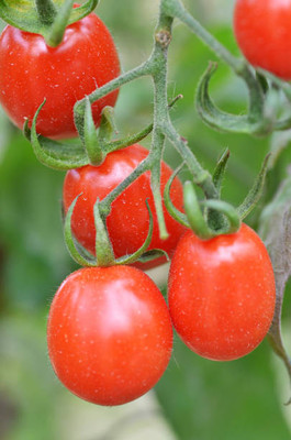 VERTEX AGENCIES tomato Seed(70 per packet)