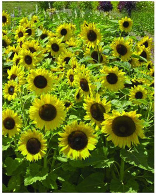 VibeX LXI-73 - Sunspot Sunflower - (150 Seeds) Seed(150 per packet)