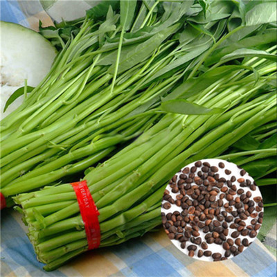 CYBEXIS Morning Glory Water Spinach Seeds4000 Seeds Seed(4000 per packet)
