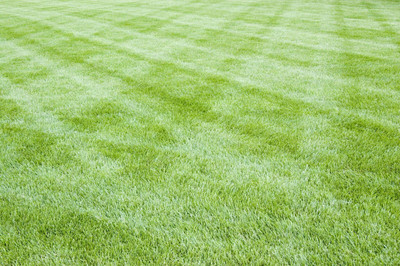 the green dotcom Grass Seed Home Garden Seed(5000 per packet)