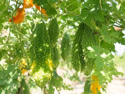 BDSresolve Long bitter gourd seeds PACK OF 82 Seed(82 per packet)